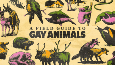 Animals